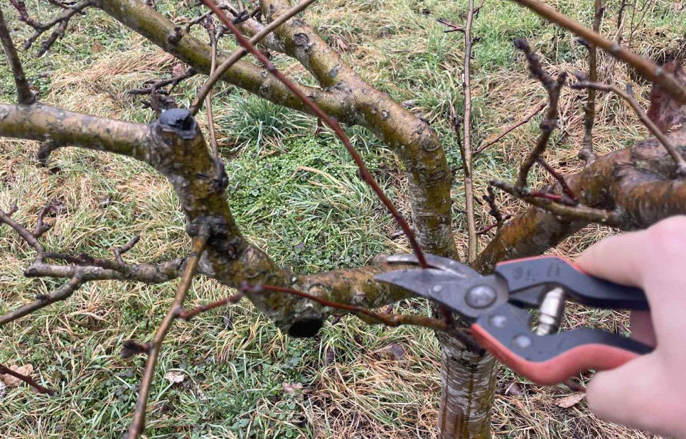 Gyümölcsfaoltó napokat szerveznek a Partiumban