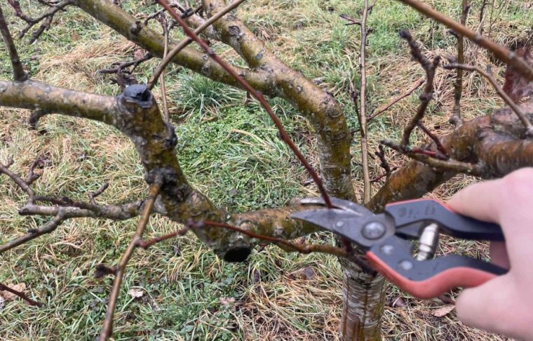 Gyümölcsfaoltó napokat szerveznek a Partiumban