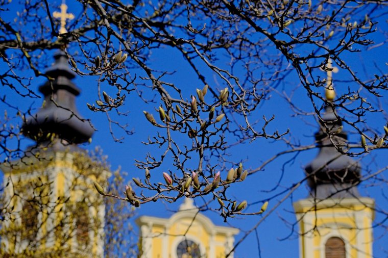 Nagyváradon már a magnóliafák is jelzik a tavaszt | GALÉRIA