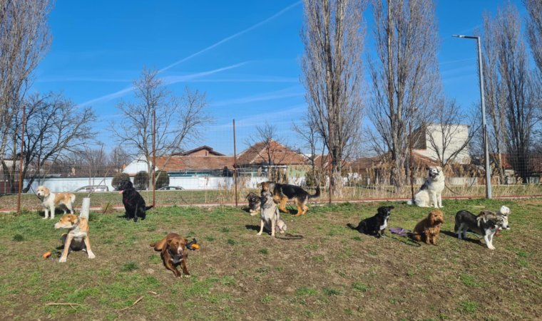 Továbbra is jár az ingyenes kutyaoktatás a menhelyről származó kutyáknak