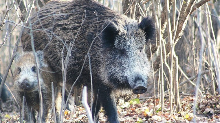 Vaddisznókonda jelenlétére figyelmeztetnek Biharszentandráson