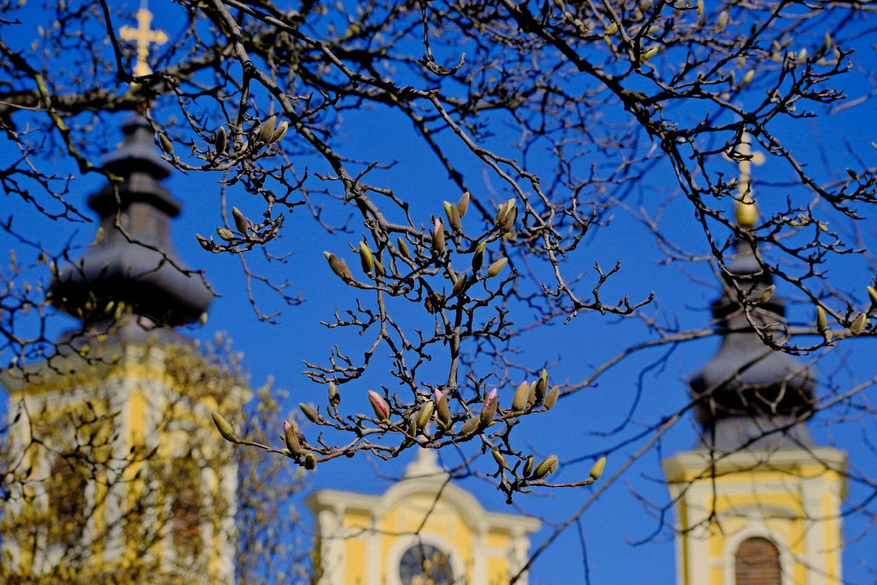 Nagyváradon már a magnóliafák is jelzik a tavaszt | GALÉRIA