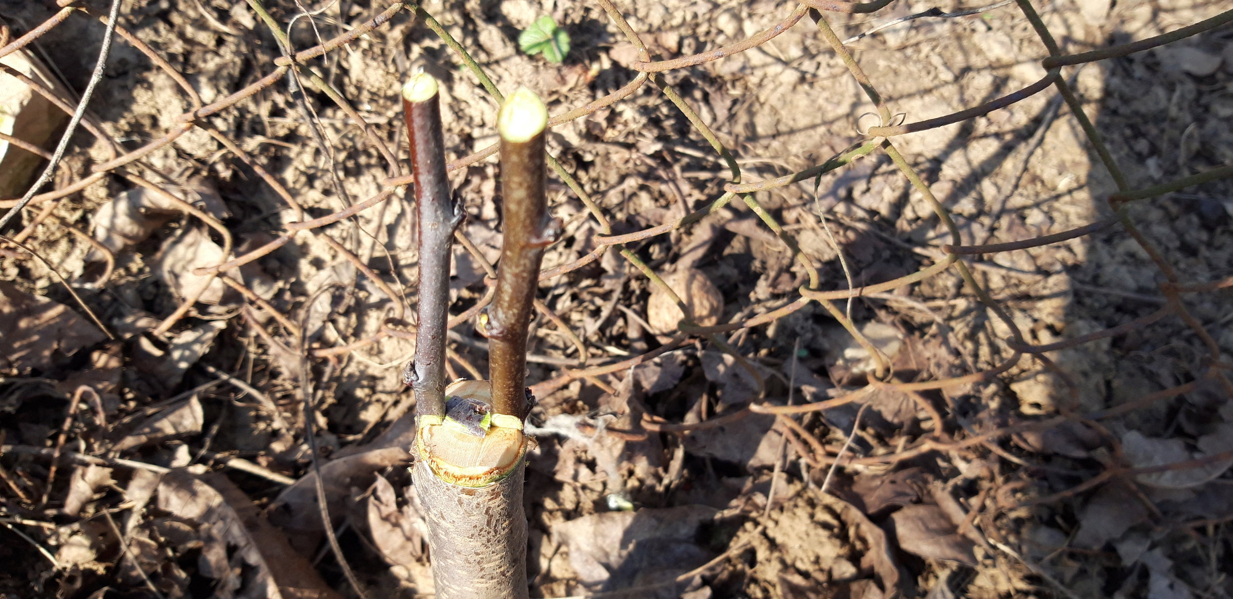 Gyümölcsfák oltásáról tanulhatnak Hegyközpályiban