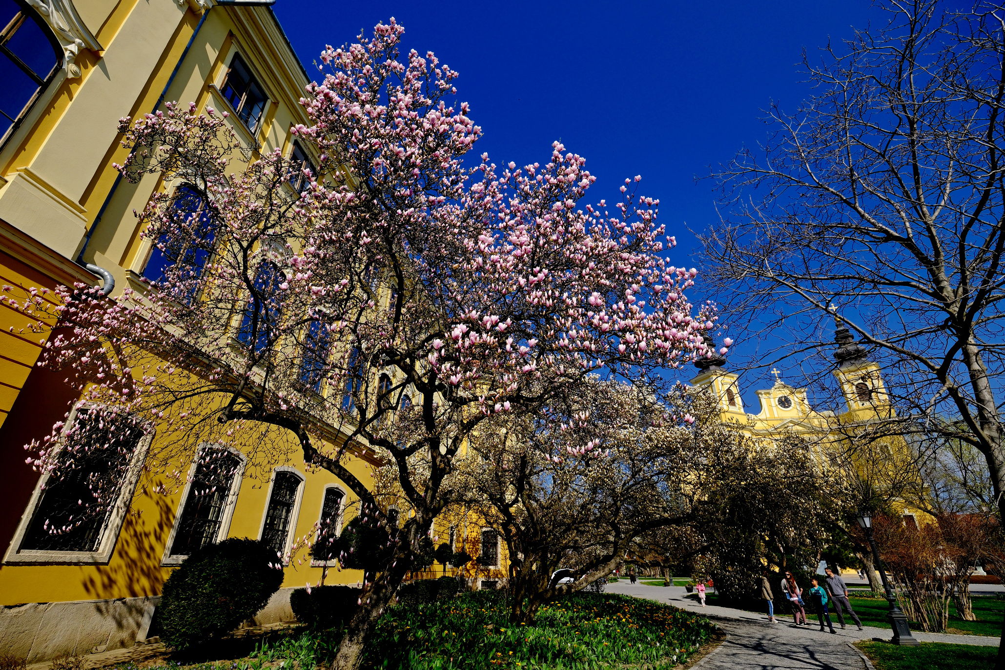 Már nyílnak a magnóliák Nagyváradon | GALÉRIA