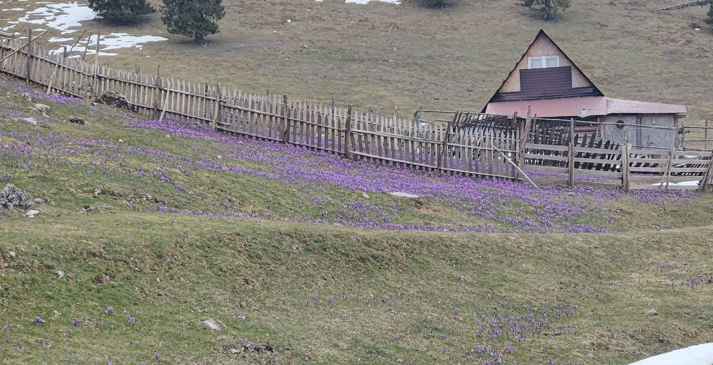 Tavaszi csoda Pádison: már virágzik a kárpáti sáfrány
