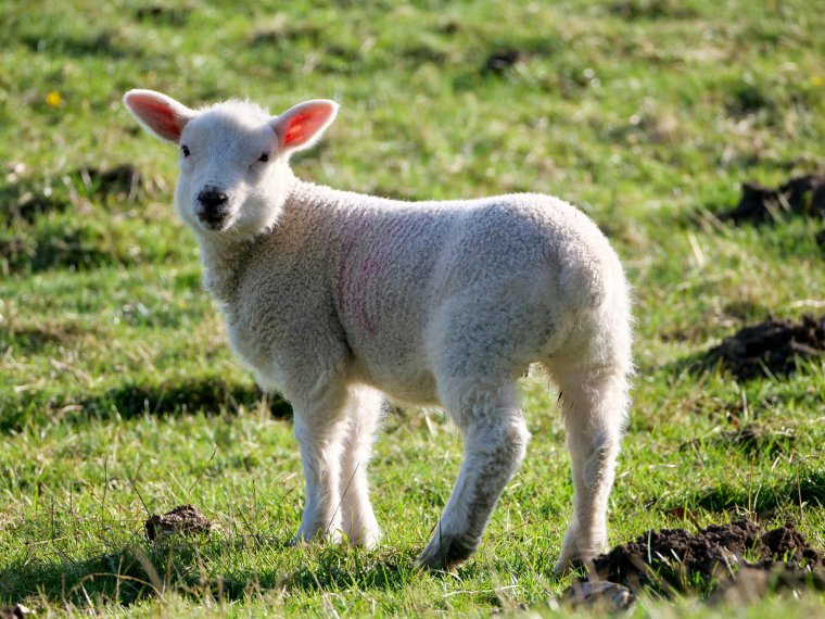 Drágul a bárányhús a húsvéti ünnepek előtt