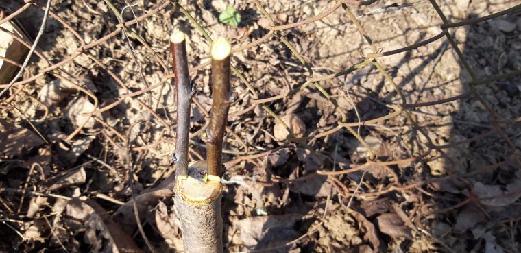 Gyümölcsfák oltásáról tanulhatnak Hegyközpályiban