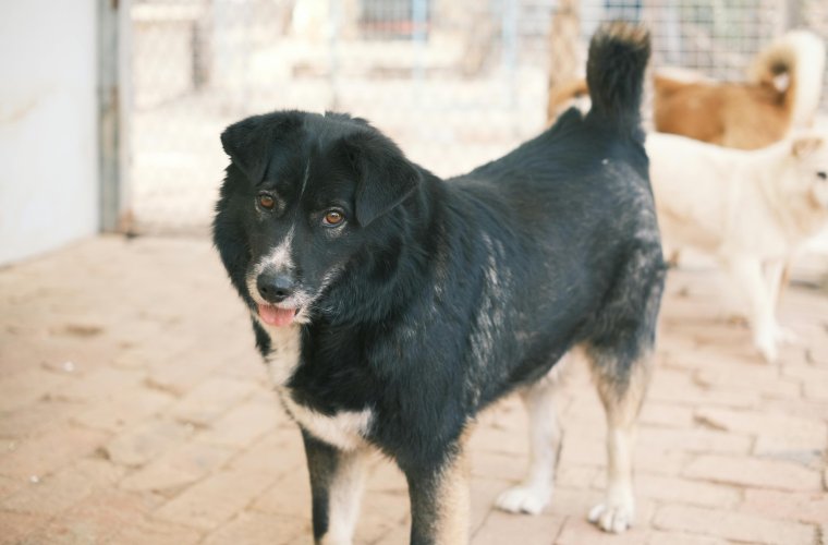 Tavaly több mint 1500 veszélyben levő állatot mentettek meg a belügyi szervek