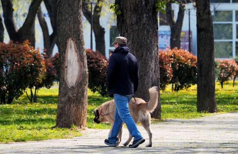 Az EP új szabályokat fogadott el a kutyák és macskák védelme érdekében