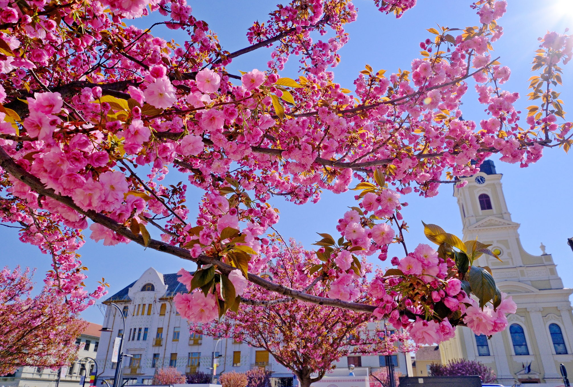Virágba borult Nagyvárad: magnóliák és japán cseresznyefák a tökéletes tavaszi fotókért | GALÉRIA
