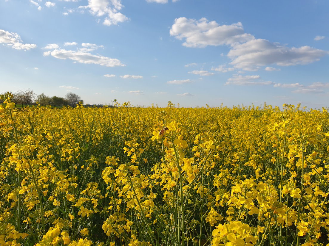 Aszály és költségek szorításában a bihari gazdák