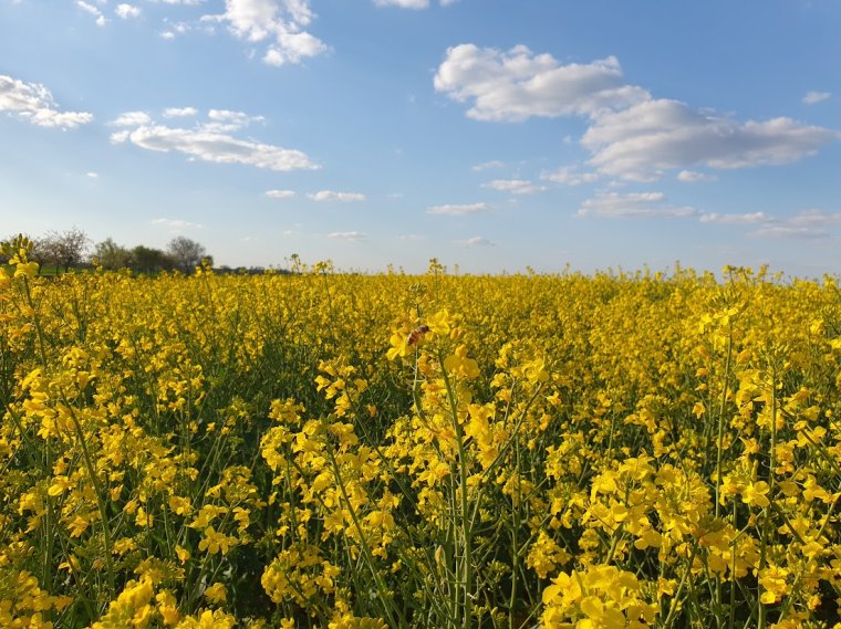 Aszály és költségek szorításában a bihari gazdák