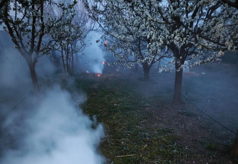 Fagyveszély a gyümölcsösökben: kulcsfontosságú a gyors bejelentés