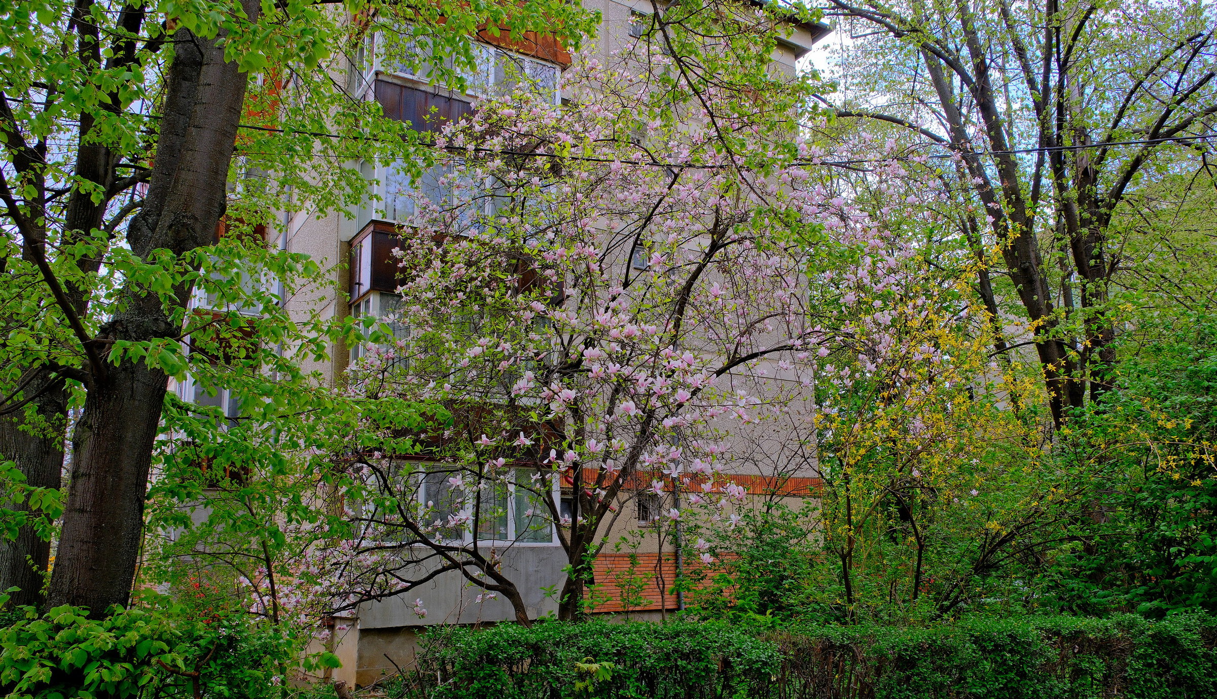 Faállományi mesterterv: a lakosság és a szakmai közösség véleményére is számítanak