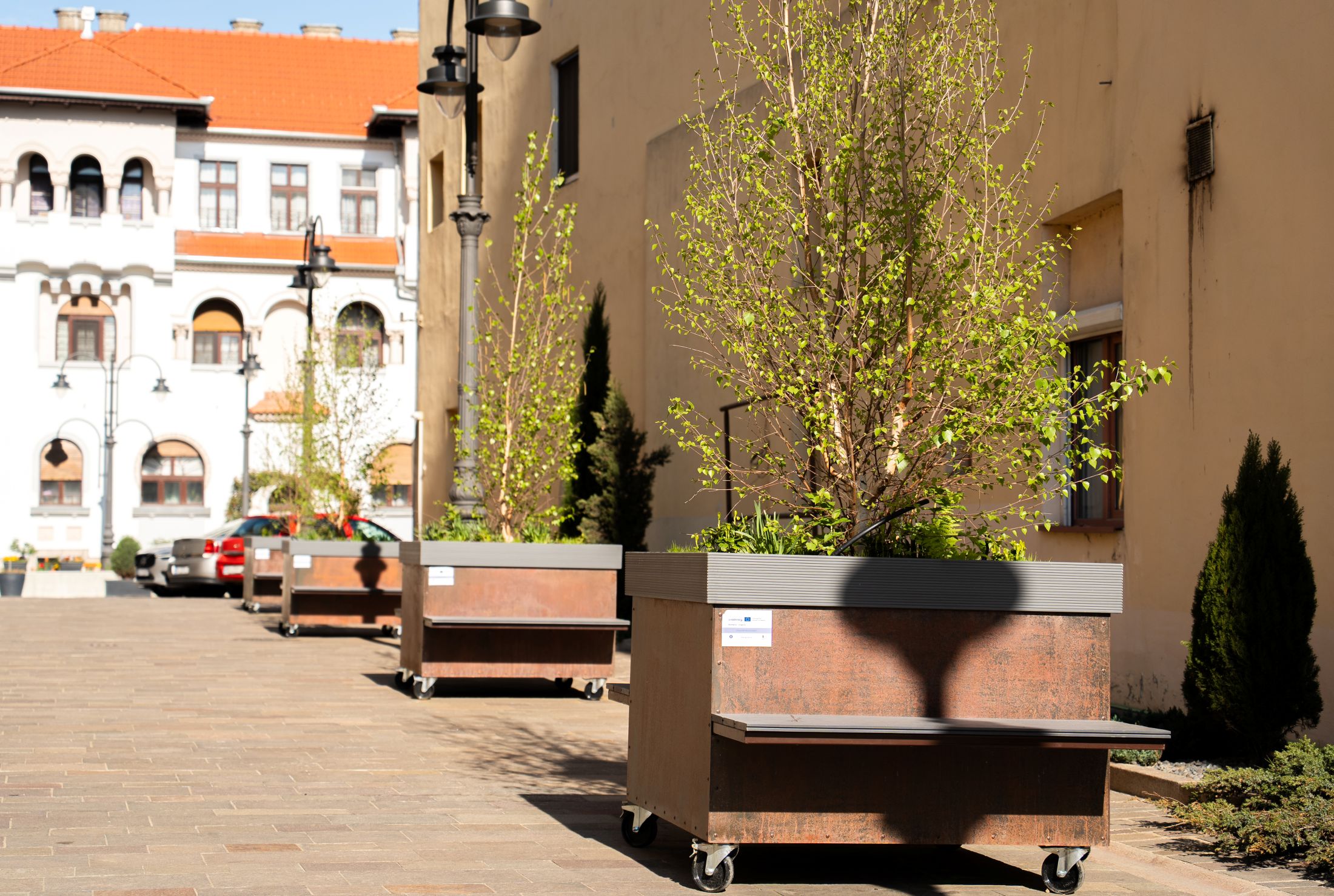 Innovatív kezdeményezés: „mozgatható” fákkal zöldül Nagyvárad központja