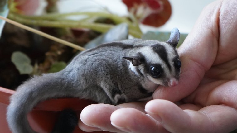 Törpe erszényesmókus született a nagyváradi viváriumban