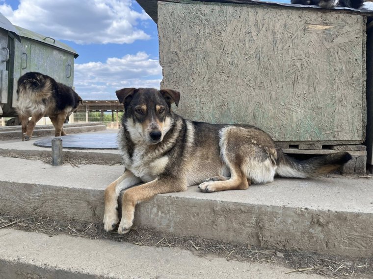 SOS Dogs: Fizikailag, lelkileg és anyagilag is kimerültek, de nem adják fel