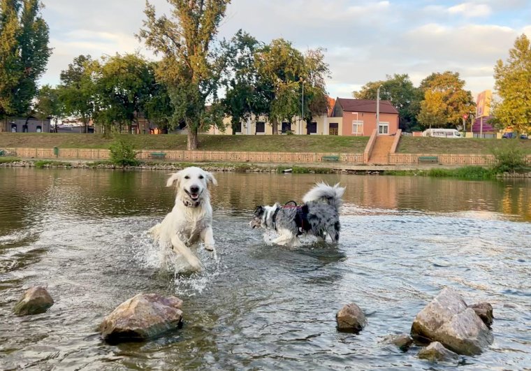 A kánikula az állatokat sem kíméli: erre figyelmeztetnek a szakemberek