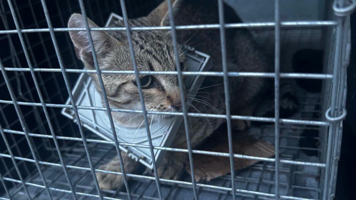 Szorult helyzetben levő cicát mentettek Váradszentmárton közelében