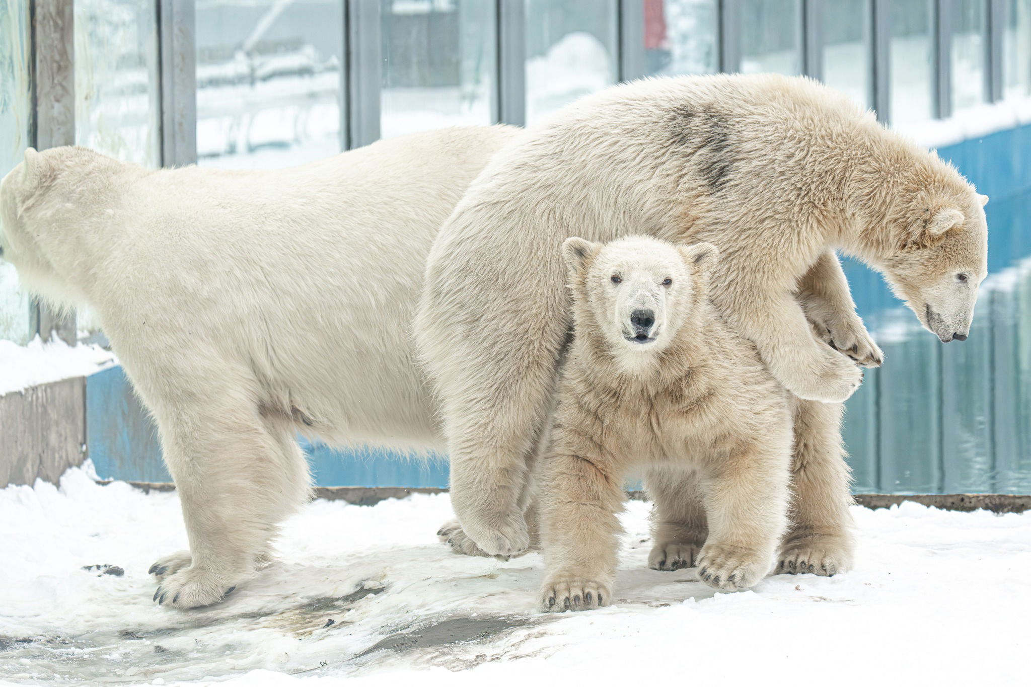 Nemzetközi „sztárrá” váltak a Nyíregyházi Állatpark hóban játszó jegesmedvéi | VIDEÓ!
