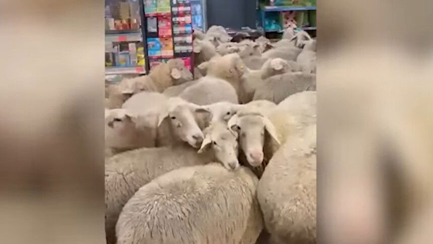 Juhok rohamoztak meg egy bevásárlóközpontot Bajorországban | VIDEÓ