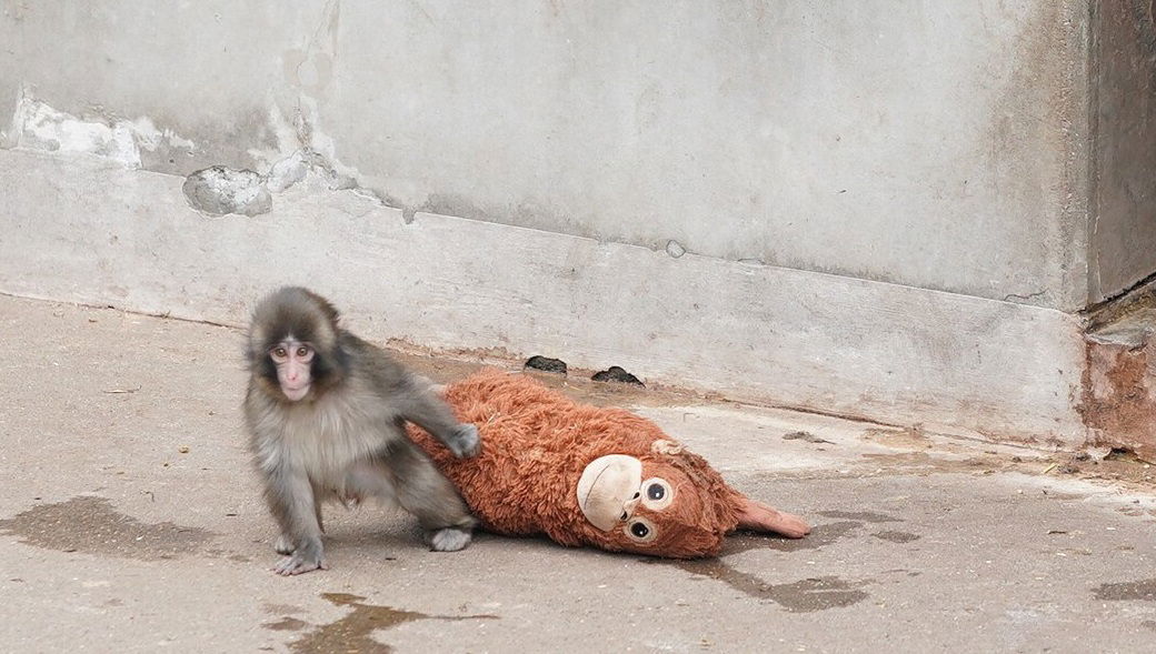 Meghódította az emberek szívét a „plüsspótanyát” szorongató makákó | VIDEÓ!