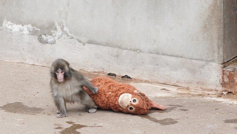 Meghódította az emberek szívét a „plüsspótanyát” szorongató makákó | VIDEÓ!