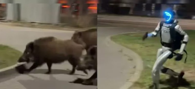 Ilyet még biztosan nem látott: humanoid robot kergette el a vaddisznókat egy varsói parkolóból | VIDEÓ