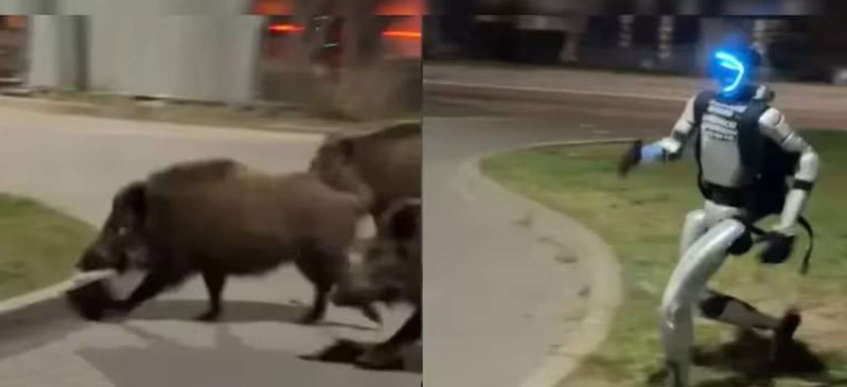 Ilyet még biztosan nem látott: humanoid robot kergette el a vaddisznókat egy varsói parkolóból | VIDEÓ