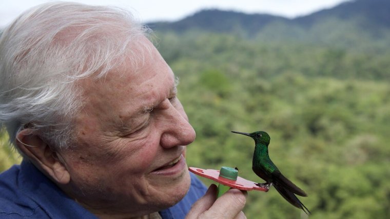 Századik születésnapját ünnepli David Attenborough | VIDEÓ