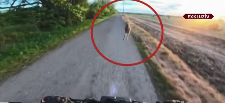 Nagy volt a meglepődése a rolleresnek, akit valósággal letarolt egy menekülő nyúl | VIDEÓ