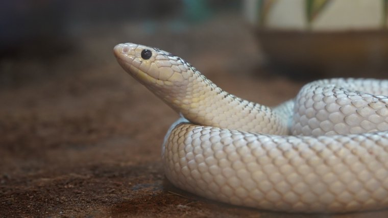 Trópusi hüllőkből és pókokból nyílik kiállítás a váradi várban