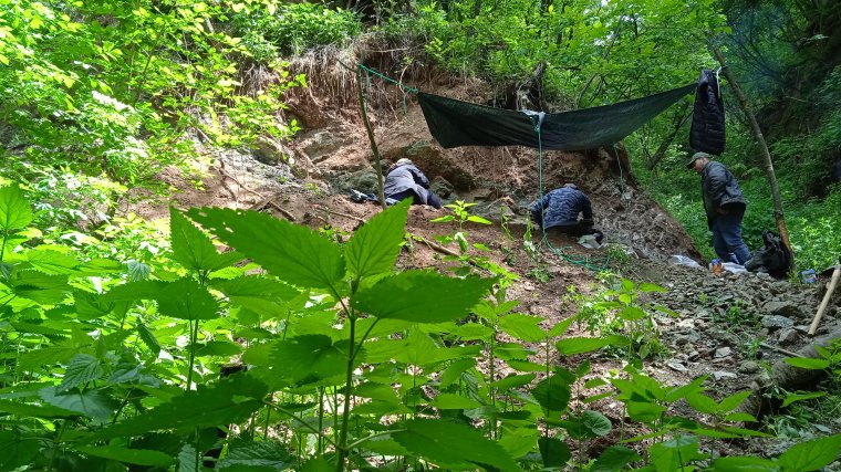Új dinoszaurusz fajt fedeztek fel magyar kutatók Erdélyben