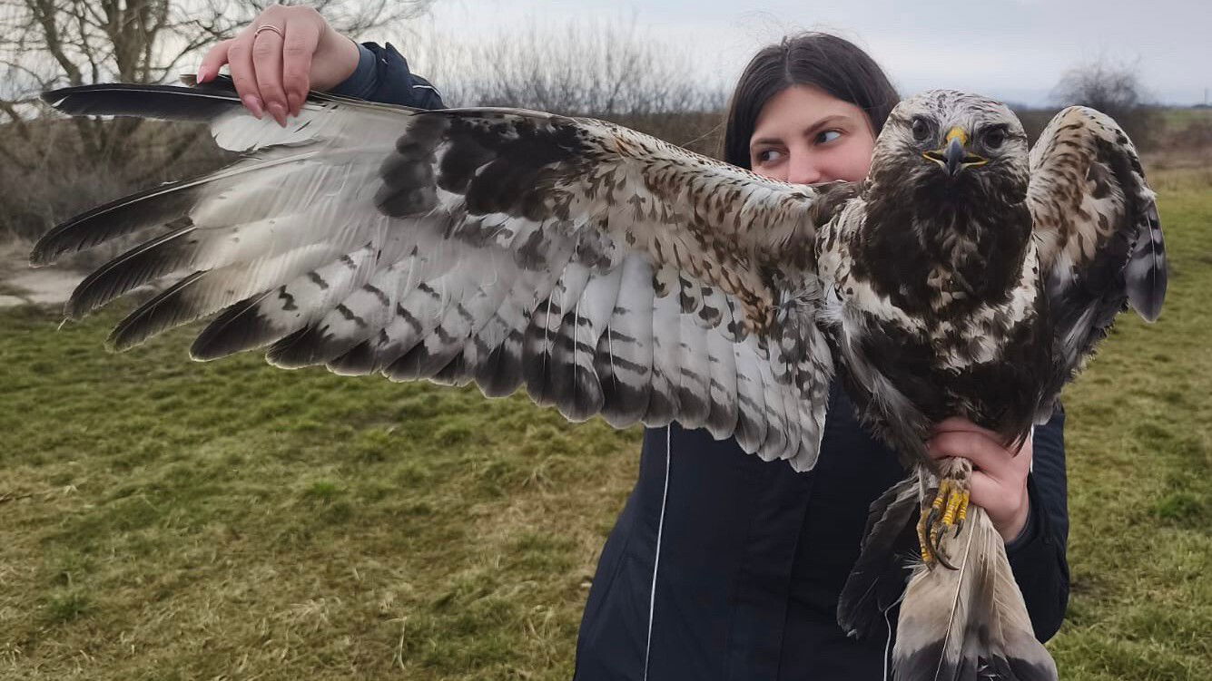 Bajba jutott madarakat mentettek Nagyszalonta határában