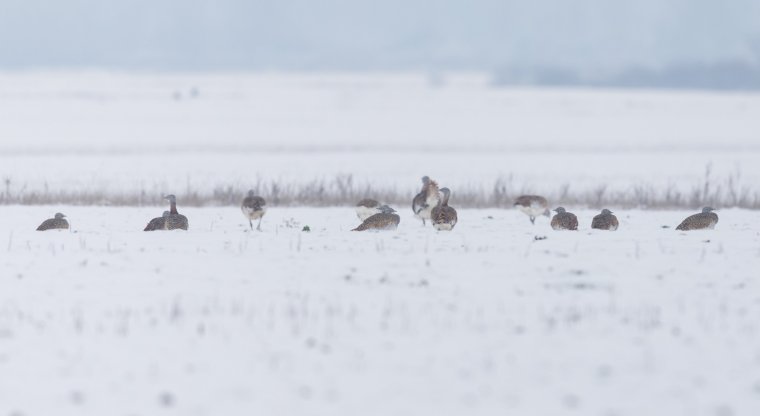 Növekszik a túzokállomány: rekordszámú egyedet sikerült megfigyelni Nagyszalonta térségében