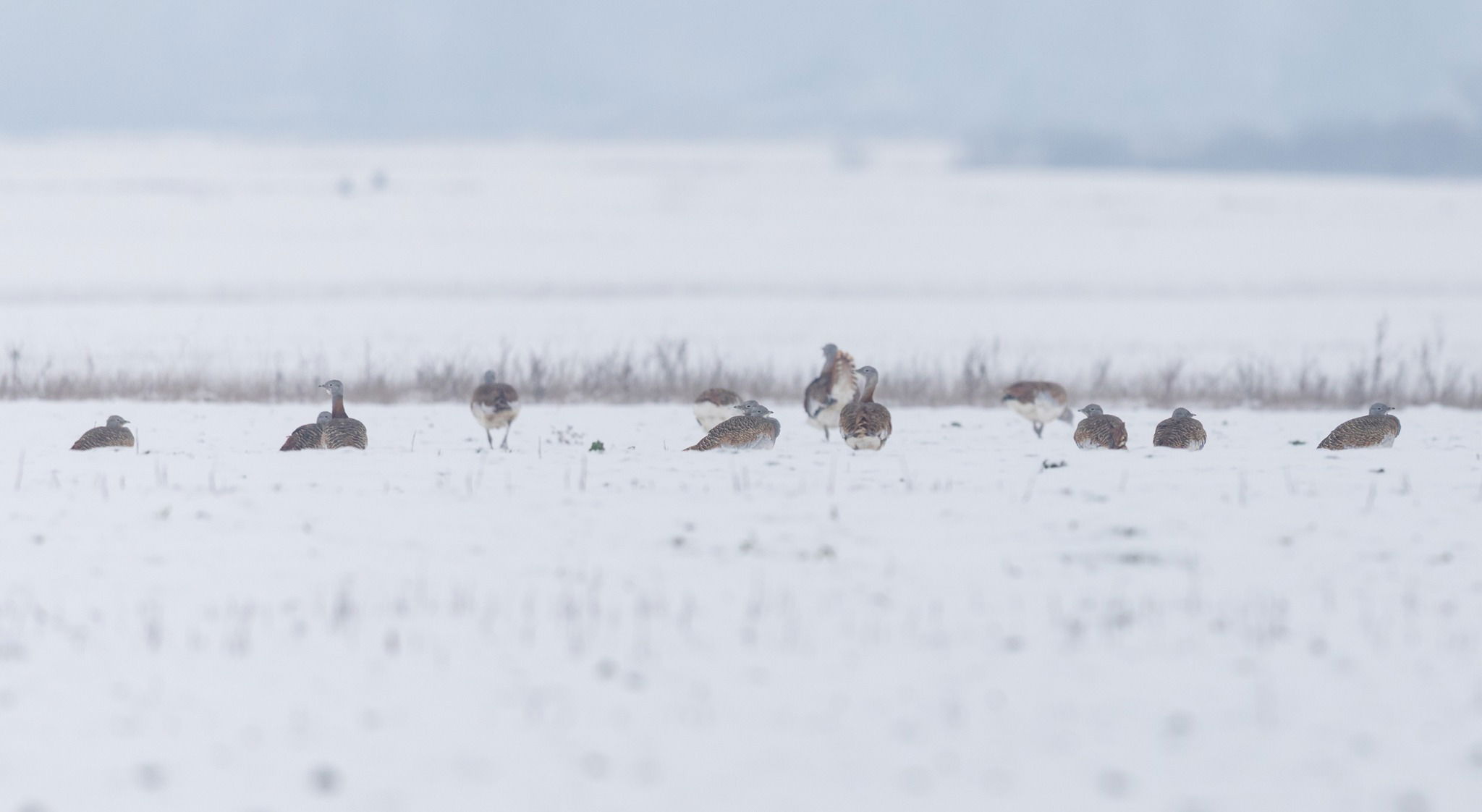 Növekszik a túzokállomány, Nagyszalonta térségében rekordszámú egyedet sikerült megfigyelni