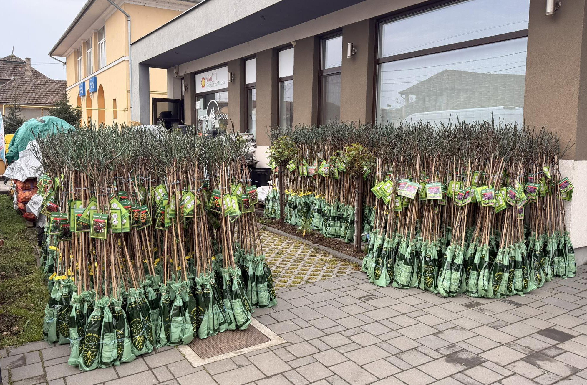 Virágba borulnak Bihar utcái