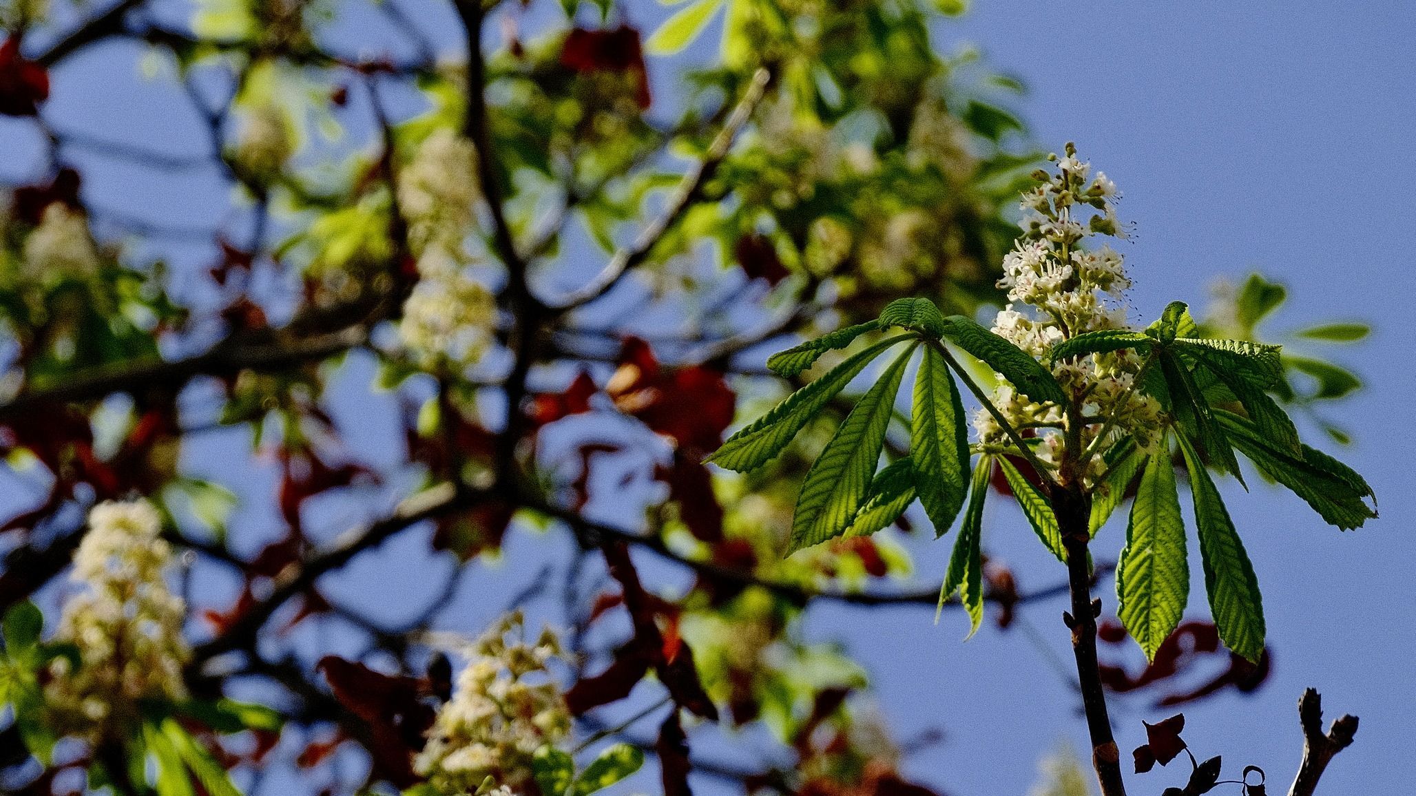 Ismét virágoznak a vadgesztenyefák