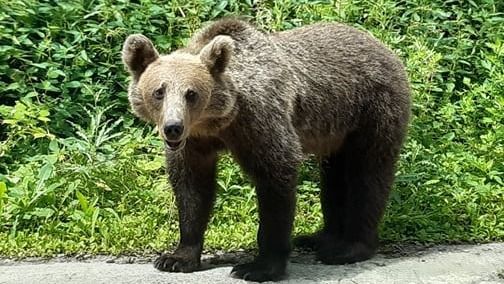 Hargita megyében az év eleje óta 310 esetben riasztották a hatóságokat medve felbukkanása miatt