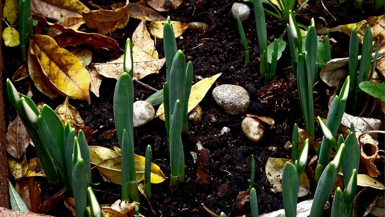 Az év utolsó napjaiban enyhül az idő, az új év lehűléssel kezdődik
