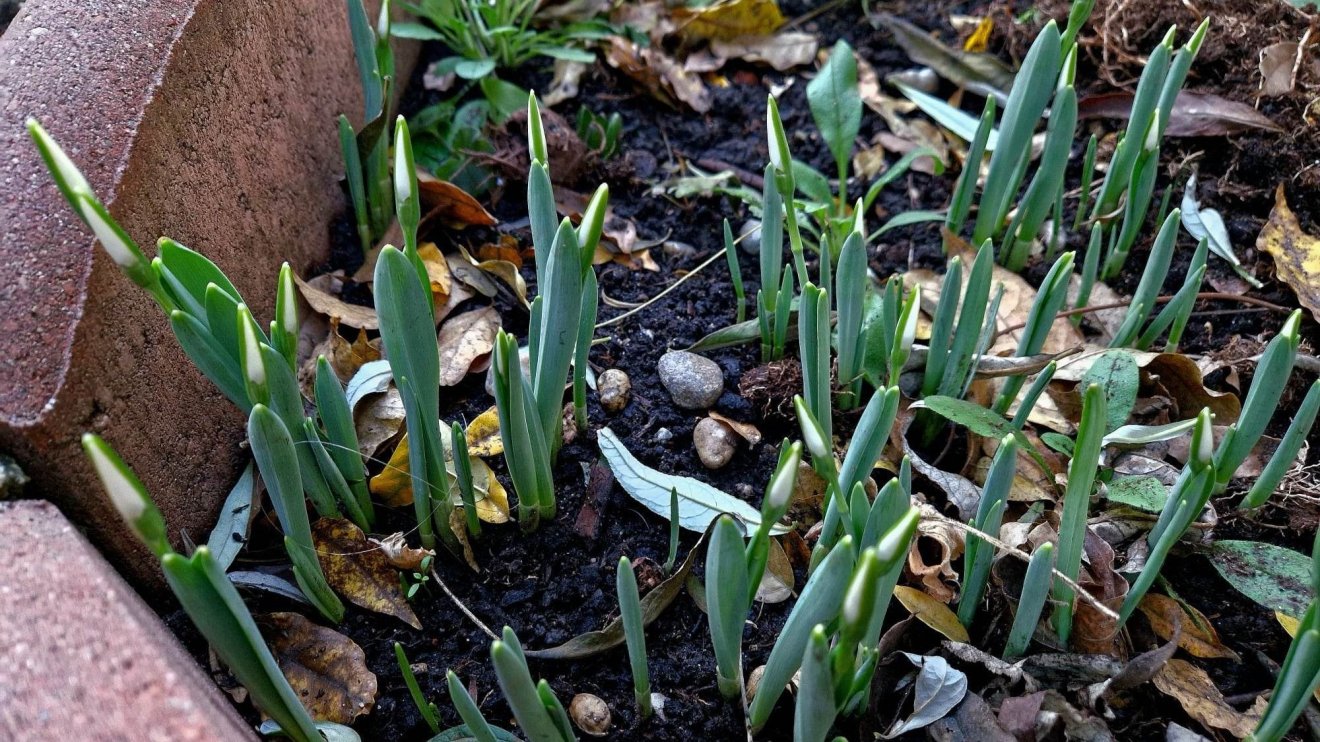 Fehér helyett zöld karácsony