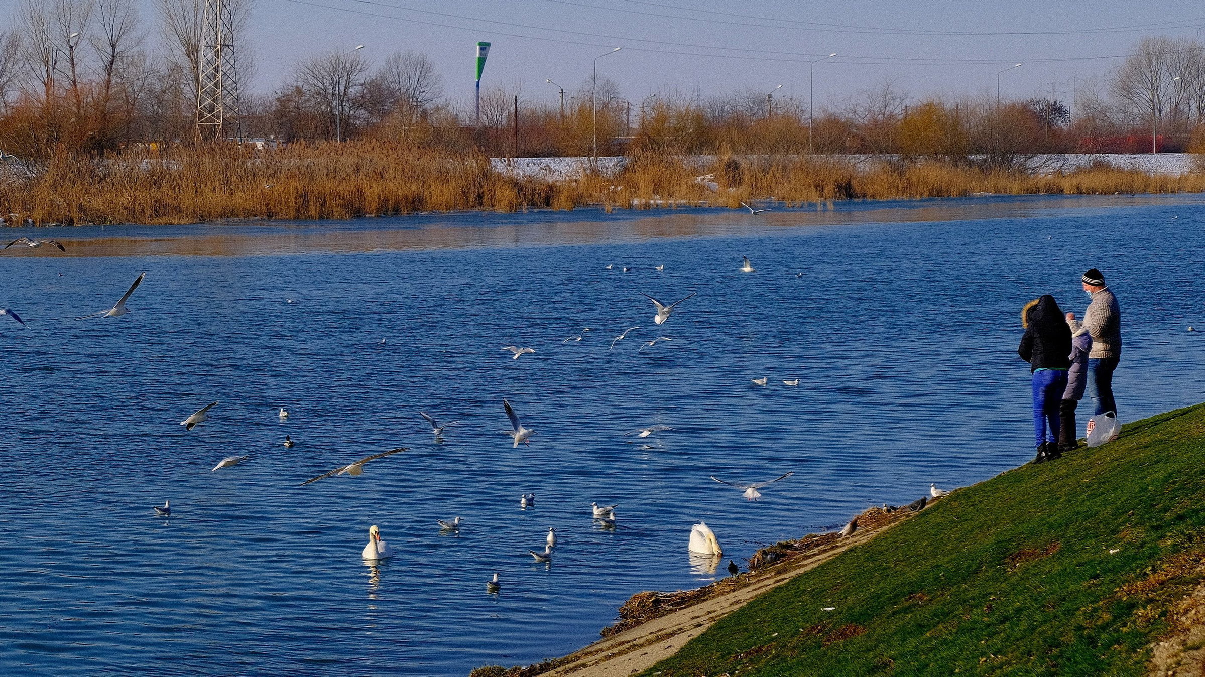 Megkönnyítik a halmigrációt