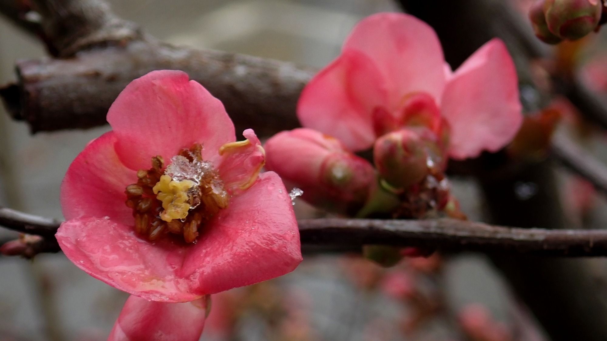 A sokéves átlagot megközelítő hőmérsékleti értékekre és kis mennyiségű csapadékra számíthatunk a következő két hétben