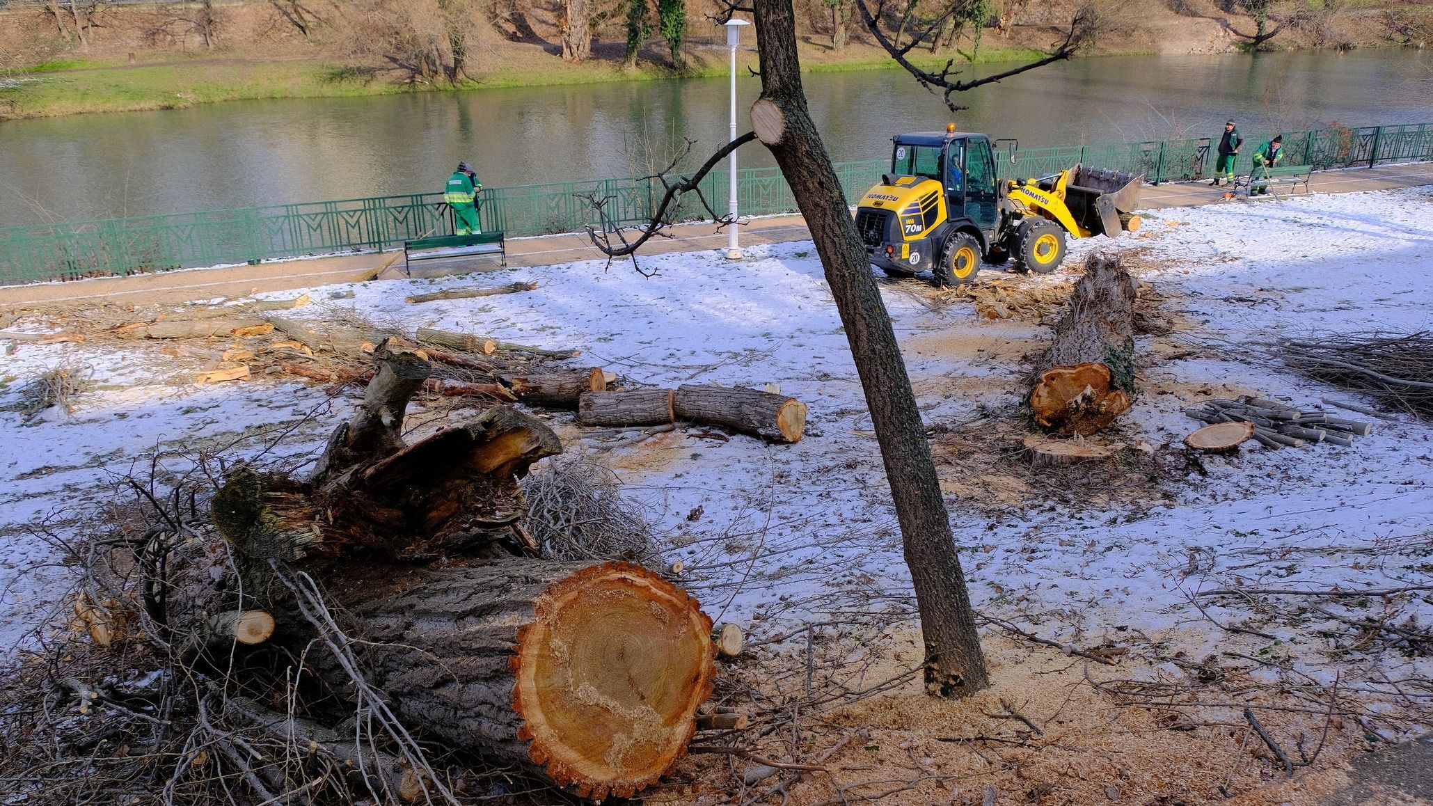 Kivágtak két öreg, kiszáradt nyárfát
