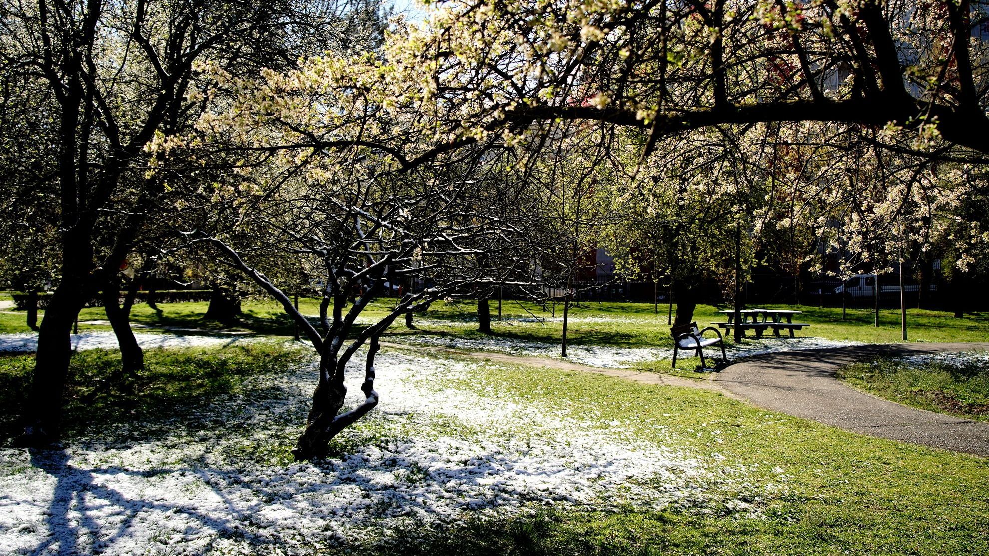 Fákat döntött ki a viharos szél