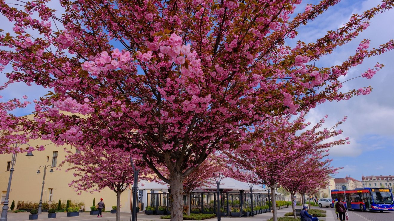 Virágzanak a japáncseresznyék Nagyváradon
