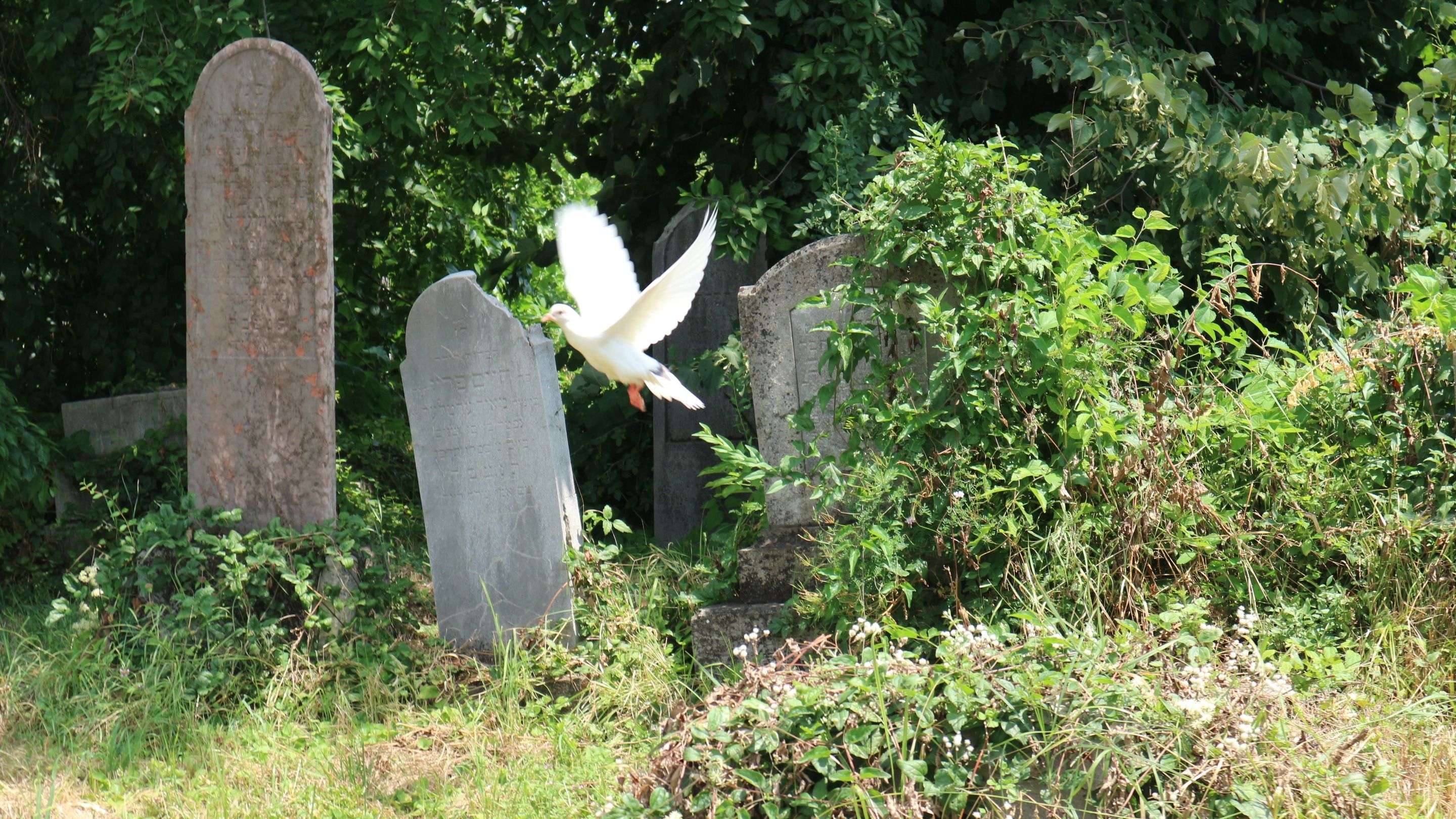 A pusztulás szélén Nagyvárad zsidó temetői