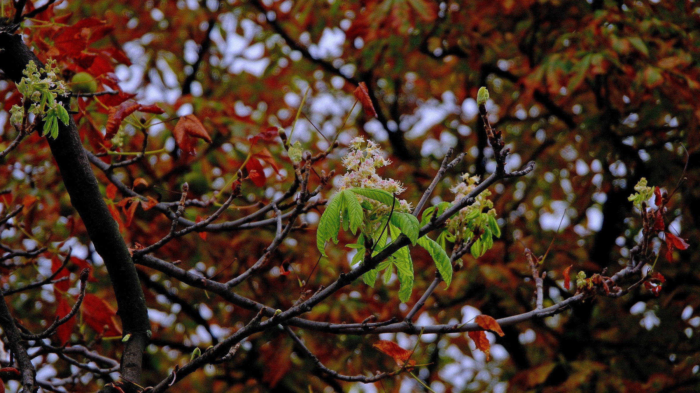 Másodjára is virágoznak a gesztenyefák Váradon