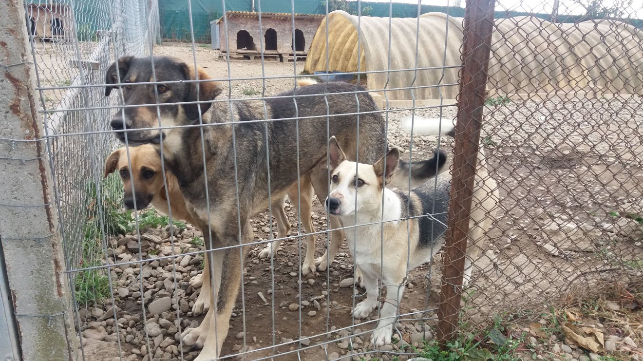 Örökbefogadásra buzdítanak az állatvédők
