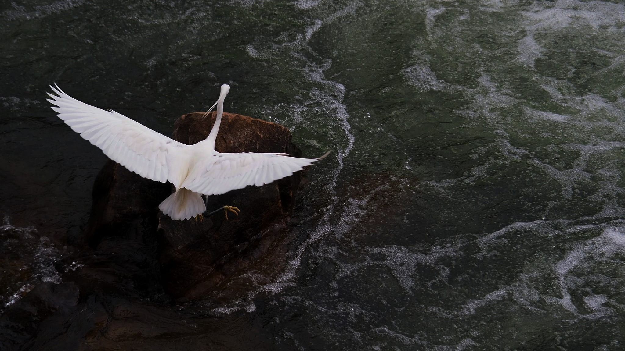 Változatos az élővilág Nagyváradon